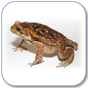 CaneToad