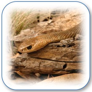 BrownSnake