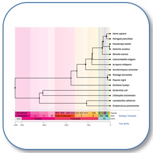 TimeTree phylogeny of some of the core species the lab has worked on TimeTree