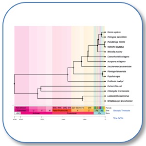 TimeTree