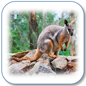 RockWallaby