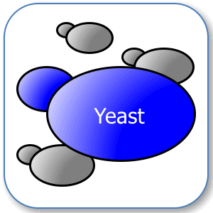 Yeast